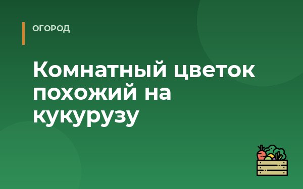 Комнатный цветок похожий на кукурузу