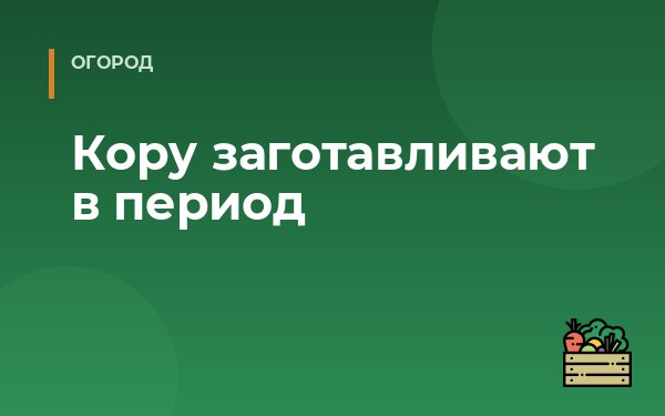 Кору заготавливают в период