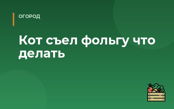 Кот съел фольгу что делать