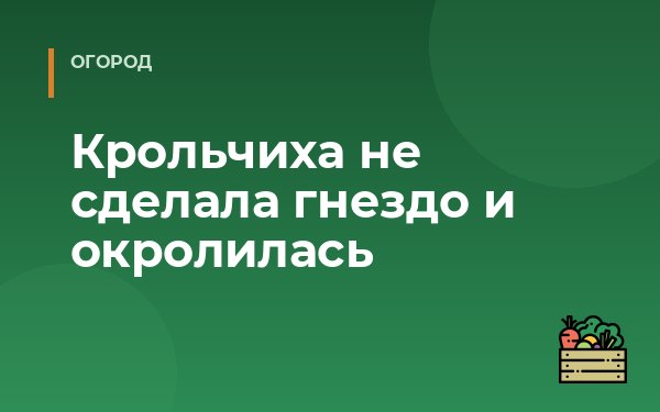 Крольчиха не сделала гнездо и окролилась