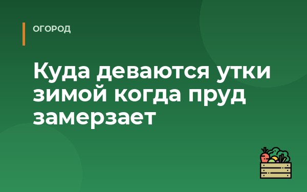 Куда деваются утки зимой когда пруд замерзает