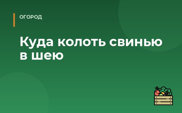 Куда колоть свинью в шею