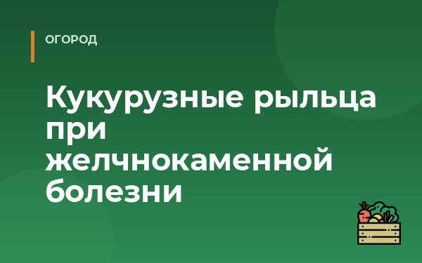 Кукурузные рыльца при желчнокаменной болезни