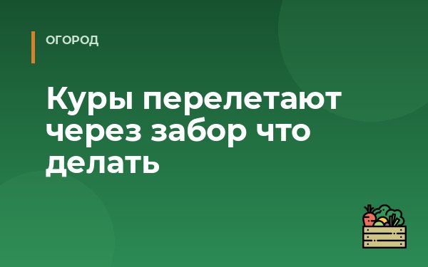 Куры перелетают через забор что делать