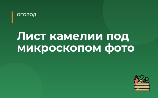 Лист камелии под микроскопом фото