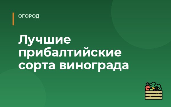 Лучшие прибалтийские сорта винограда