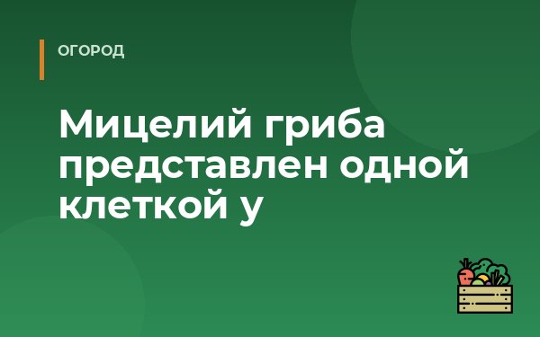 Мицелий гриба представлен одной клеткой у
