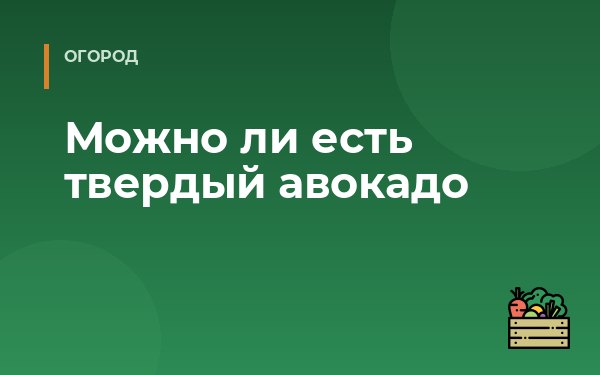 Можно ли есть твердый авокадо
