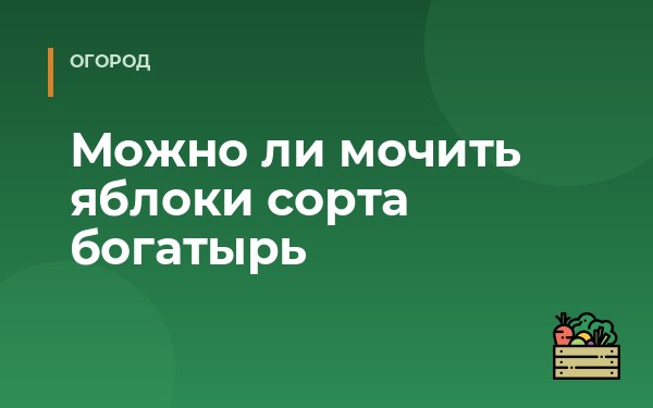 Можно ли мочить яблоки сорта богатырь