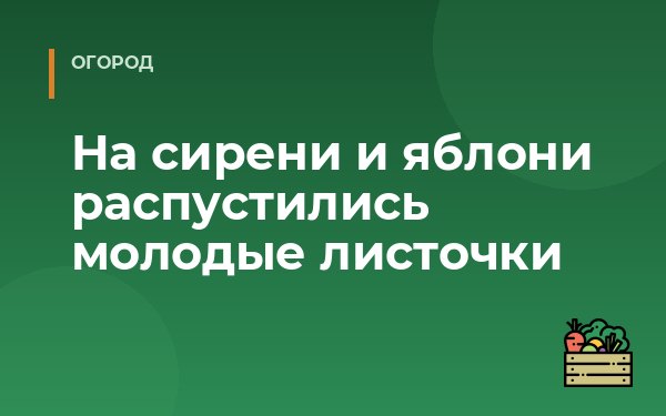 На сирени и яблони распустились молодые листочки