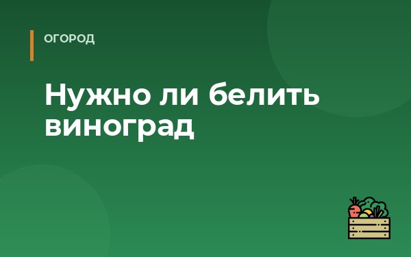 Нужно ли белить виноград