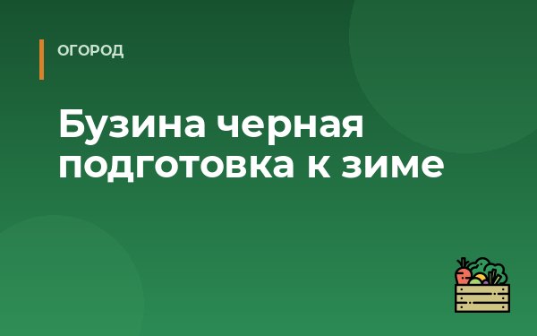 Бузина черная подготовка к зиме