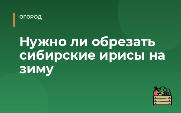 Нужно ли обрезать сибирские ирисы на зиму