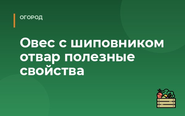 Овес с шиповником отвар полезные свойства