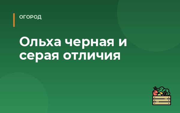 Ольха черная и серая отличия