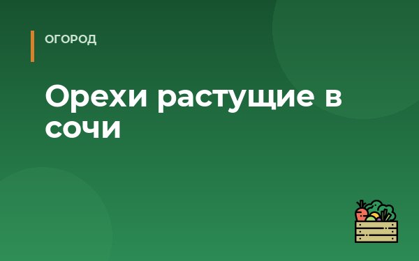 Орехи растущие в сочи