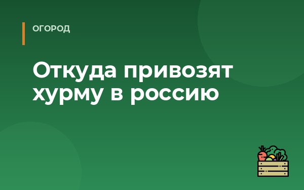 Откуда привозят хурму в россию