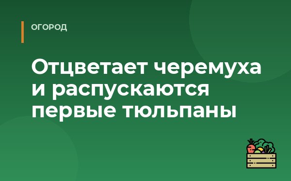 Отцветает черемуха и распускаются первые тюльпаны