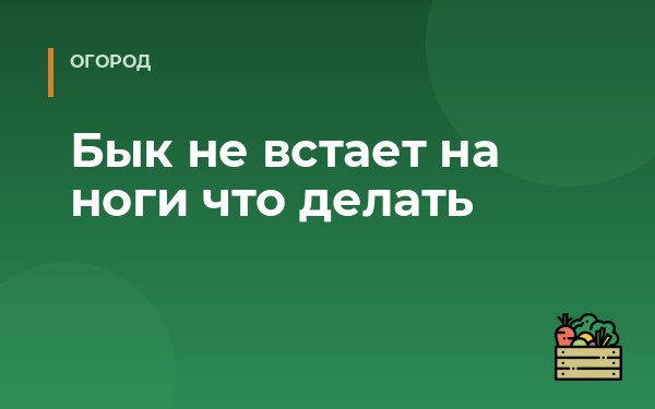 Бык не встает на ноги что делать