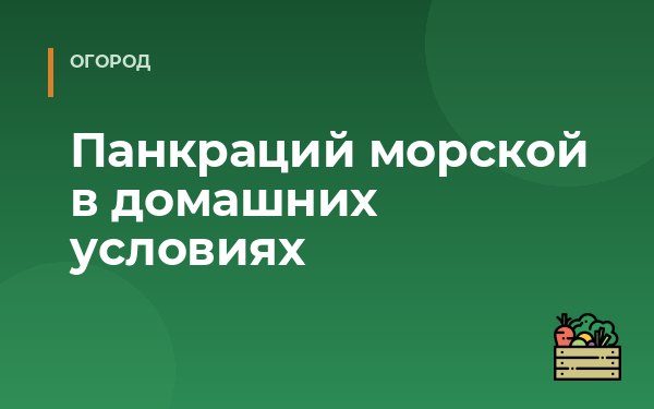 Панкраций морской в домашних условиях