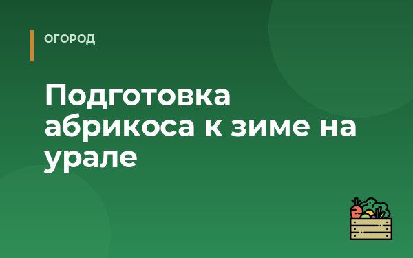 Подготовка абрикоса к зиме на урале