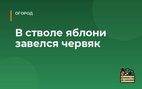 В стволе яблони завелся червяк