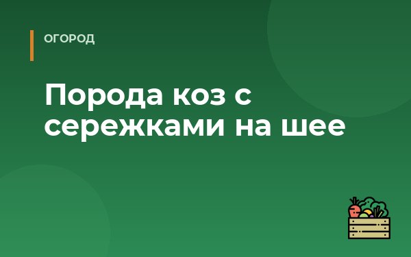 Порода коз с сережками на шее