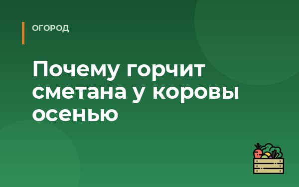 Почему горчит сметана у коровы осенью
