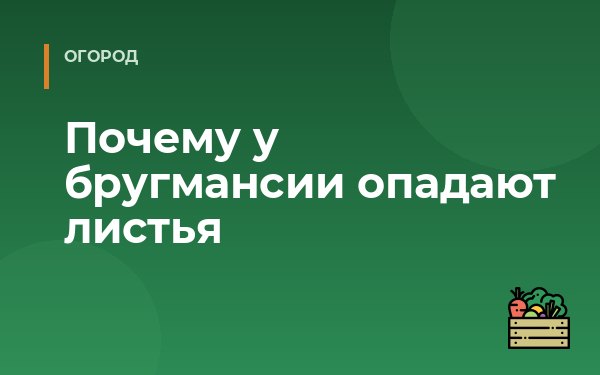 Почему у бругмансии опадают листья