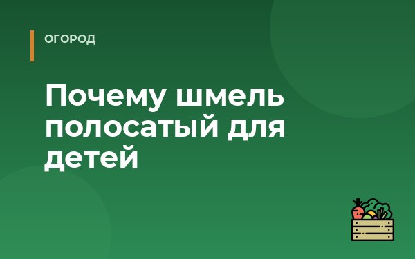 Почему шмель полосатый для детей
