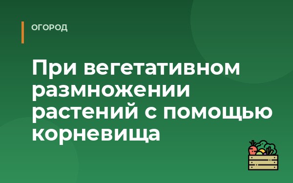 При вегетативном размножении растений с помощью корневища