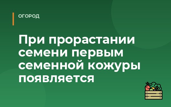 При прорастании семени первым семенной кожуры появляется
