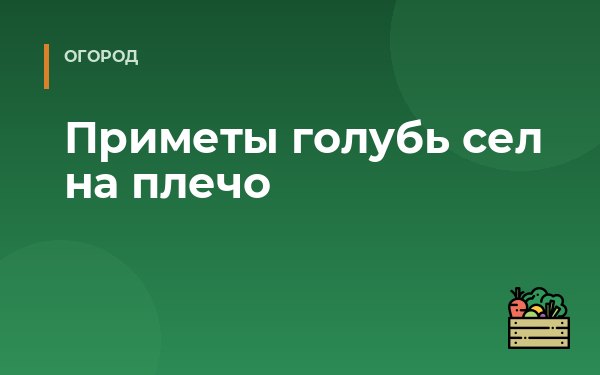 Приметы голубь сел на плечо