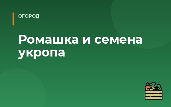 Ромашка и семена укропа