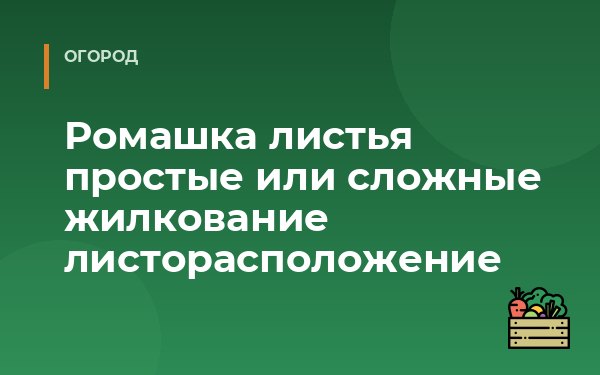 Ромашка листья простые или сложные жилкование листорасположение