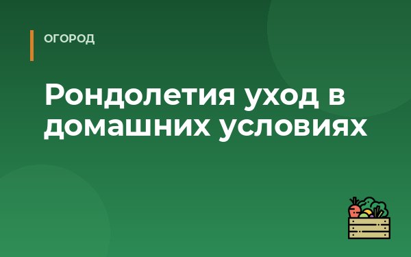 Рондолетия уход в домашних условиях
