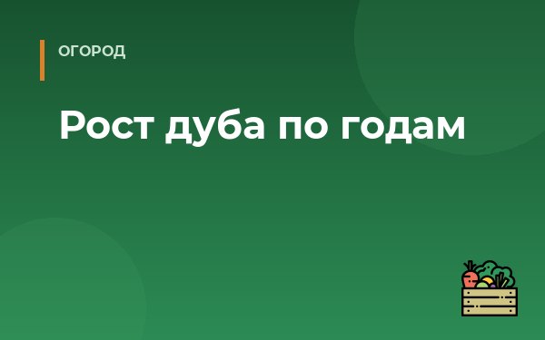 Рост дуба по годам