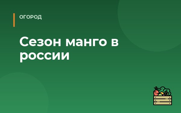Сезон манго в россии