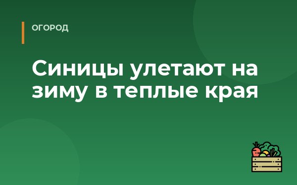 Синицы улетают на зиму в теплые края