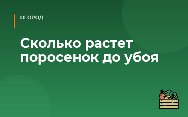 Сколько растет поросенок до убоя