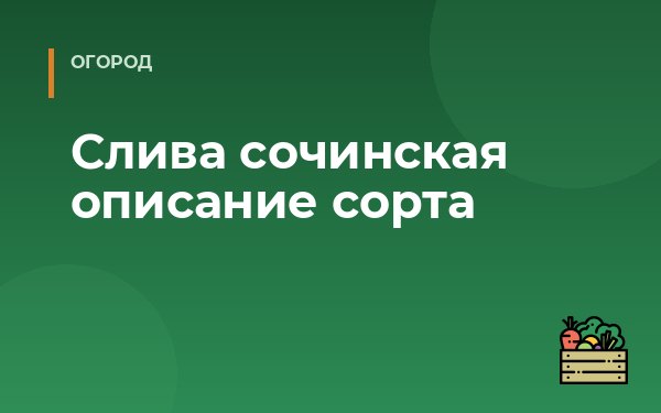 Слива сочинская описание сорта