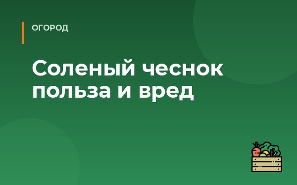 Соленый чеснок польза и вред