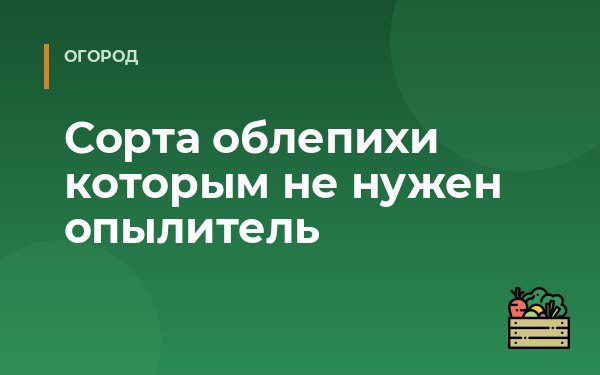 Сорта облепихи которым не нужен опылитель