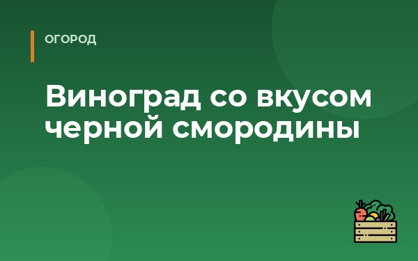 Виноград со вкусом черной смородины