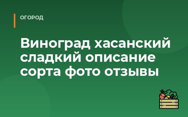 Виноград хасанский сладкий описание сорта фото отзывы