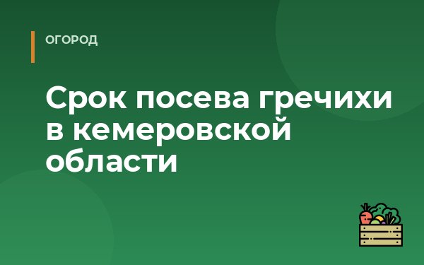 Срок посева гречихи в кемеровской области