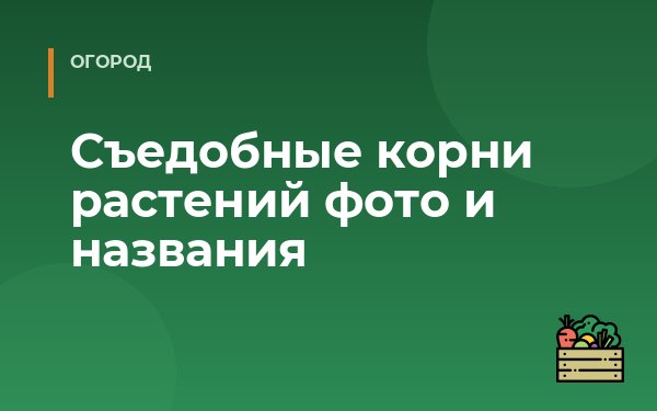 Съедобные корни растений фото и названия