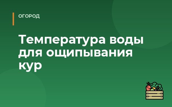 Температура воды для ощипывания кур