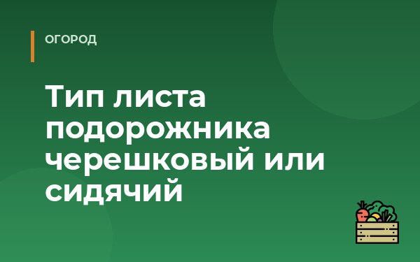 Тип листа подорожника черешковый или сидячий