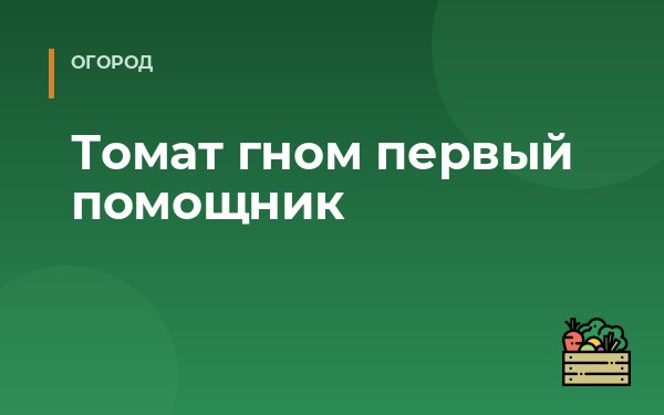 Томат гном первый помощник